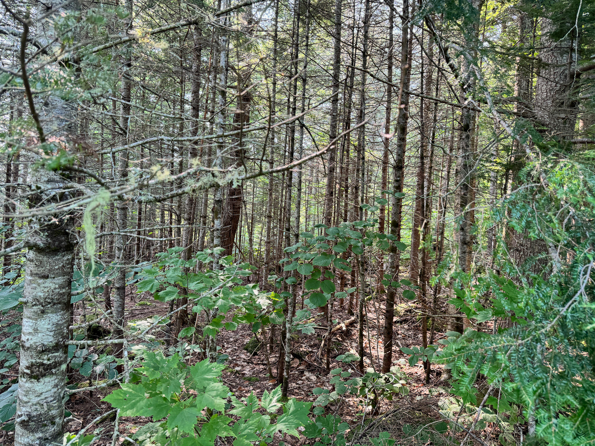 286 Abbee Pond Road Brownville ME 04414