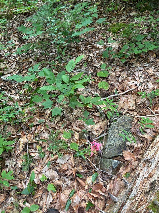 LOT128C Love Lake Road Crawford ME 04694