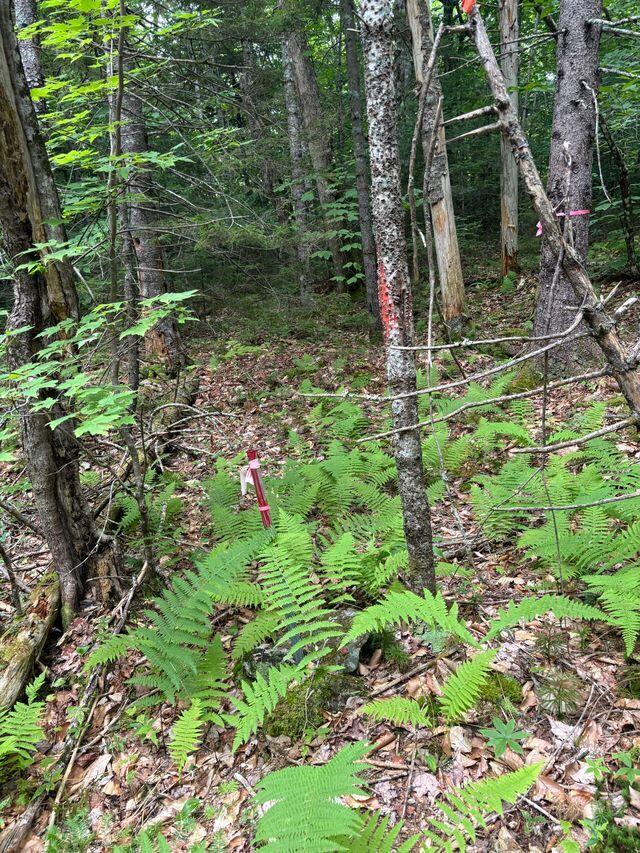 LOT128C Love Lake Road Crawford ME 04694