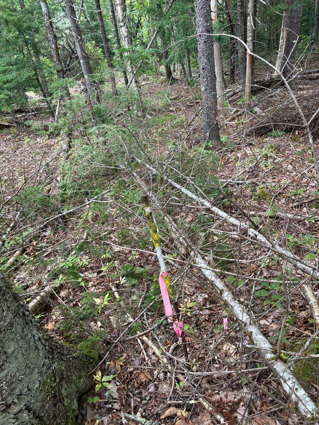 LOT128C Love Lake Road Crawford ME 04694