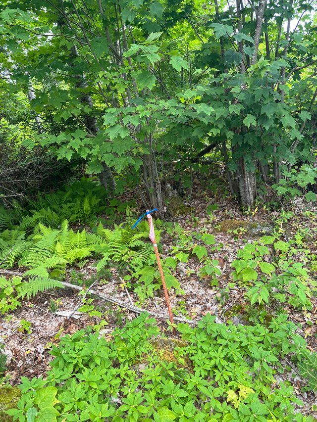 LOT128C Love Lake Road Crawford ME 04694