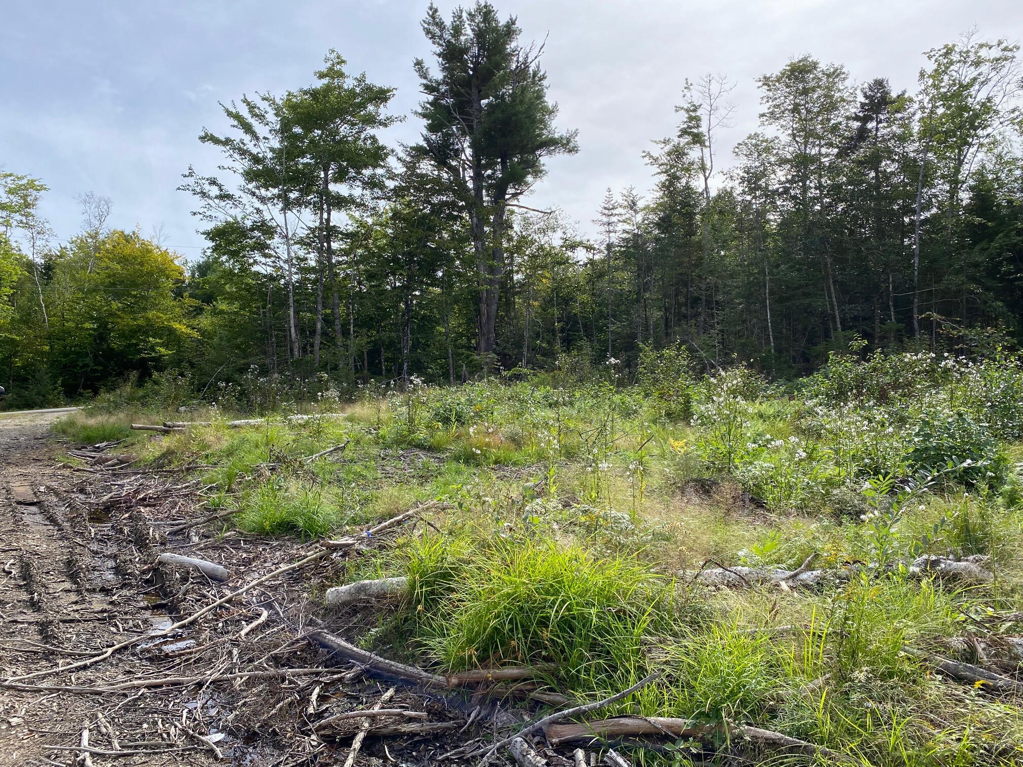 LOT128C Love Lake Road Crawford ME 04694