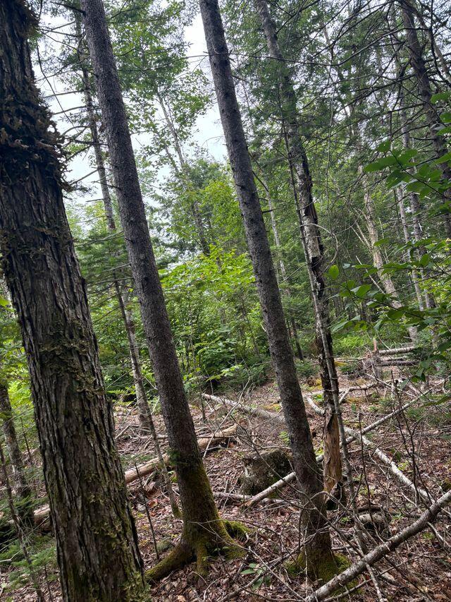 LOT128C Love Lake Road Crawford ME 04694