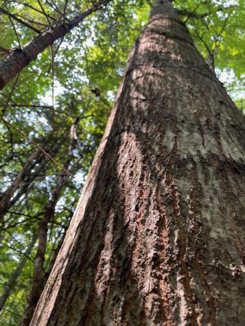 Lot 18-1 North Road Medford ME 04463