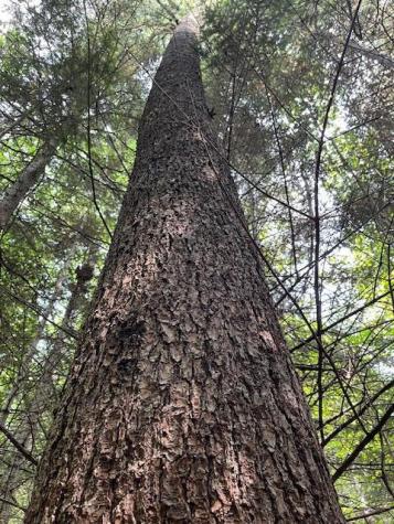 Lot 18-1 North Road Medford ME 04463