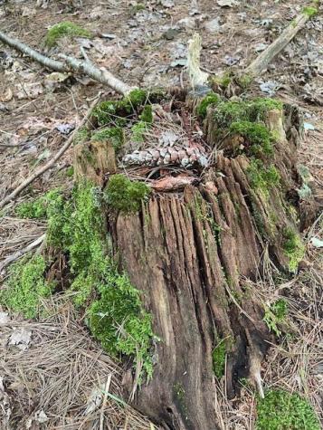 Lot 18-1 North Road Medford ME 04463