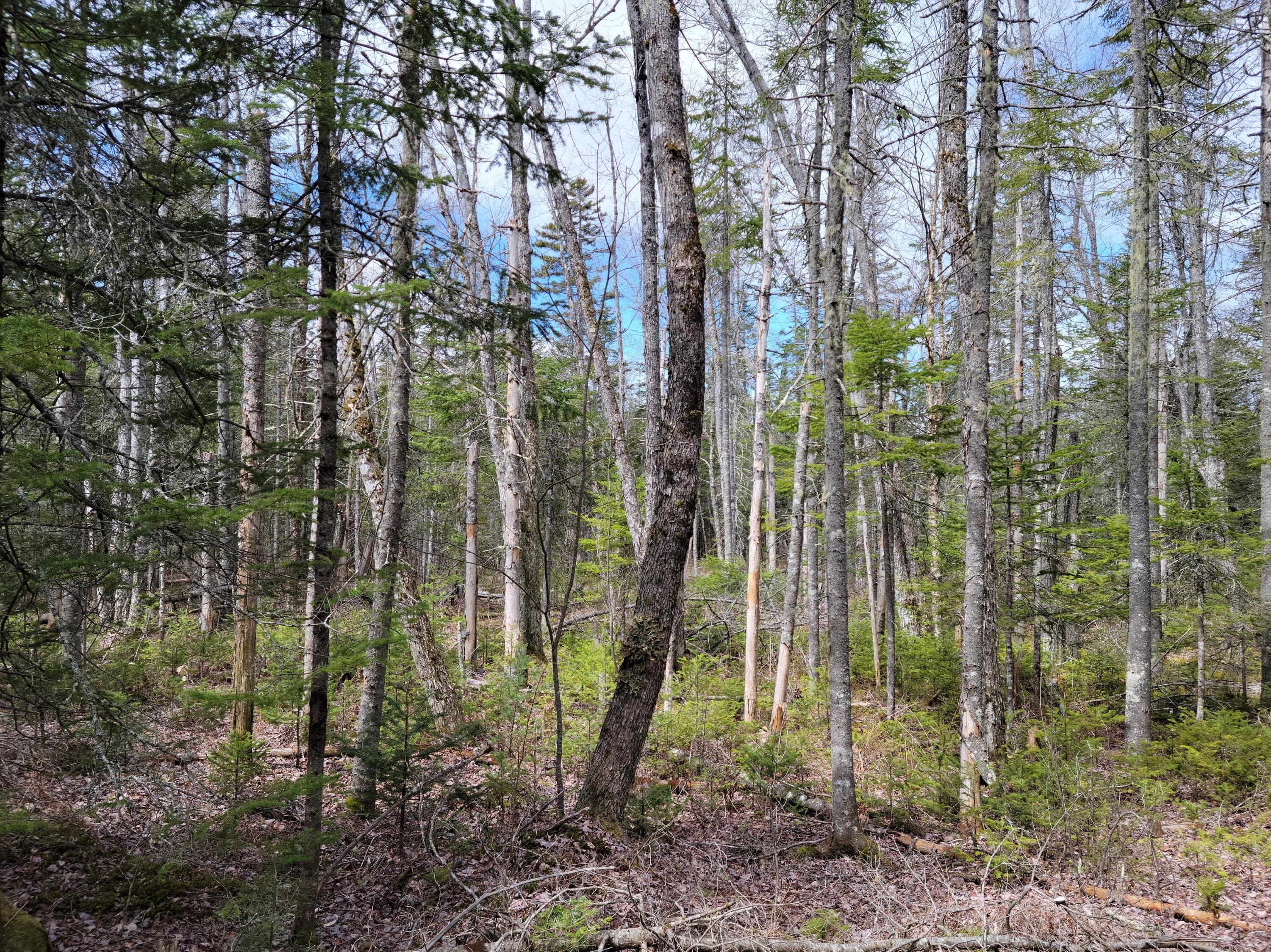 140 Back Searsport Road Belfast ME 04915