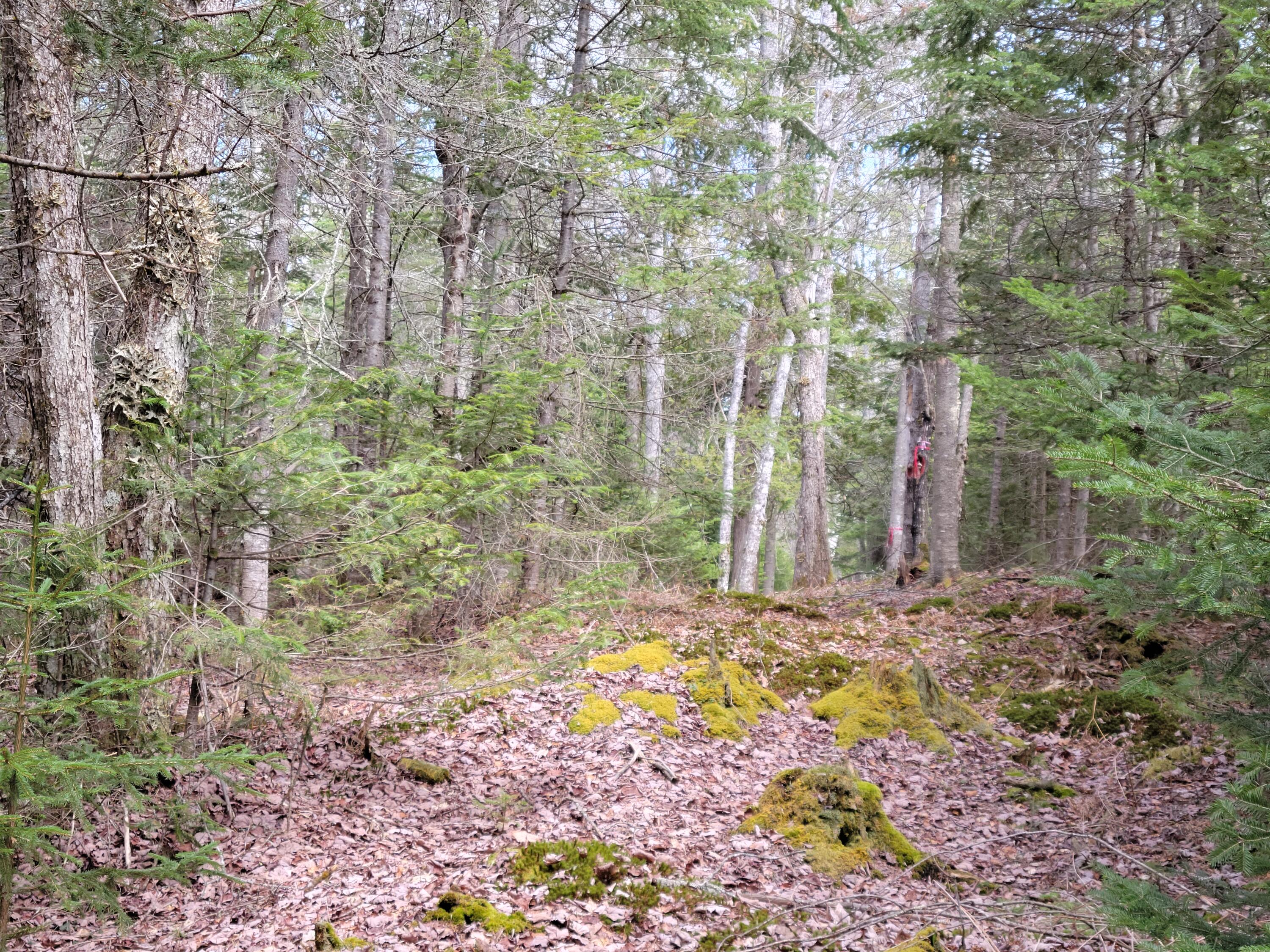 140 Back Searsport Road Belfast ME 04915