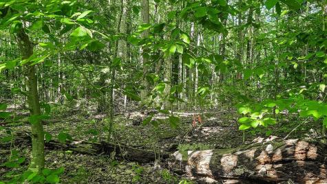 Lot 29 N Grey Road Greene ME 04236