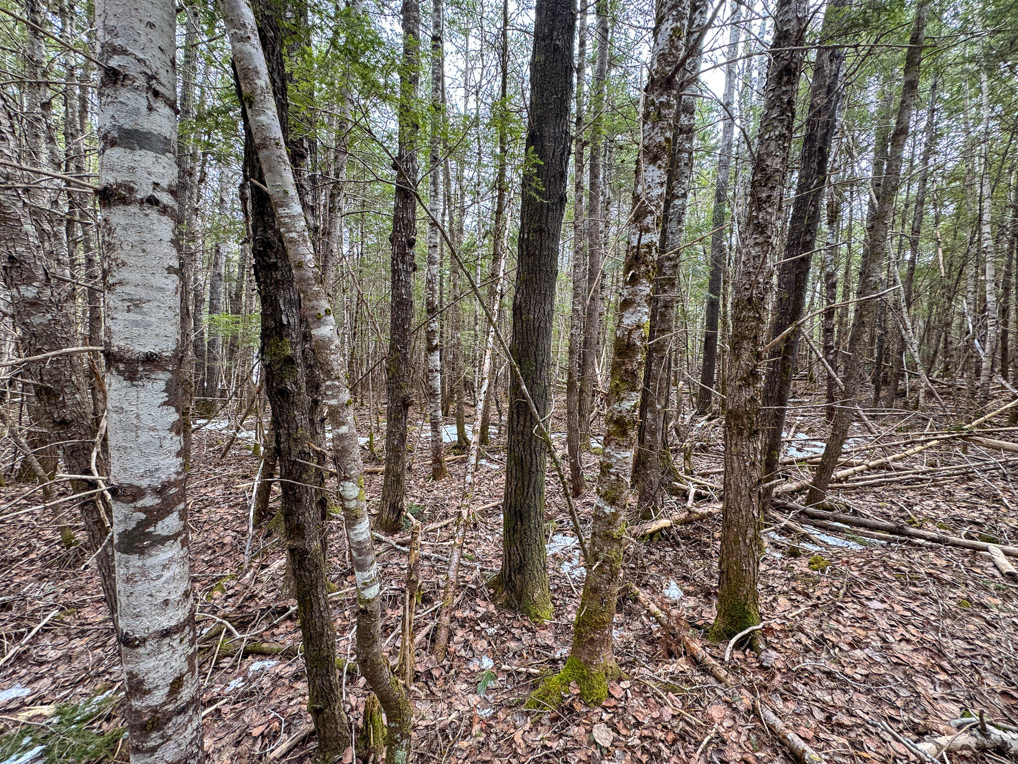 M1L58.3 Pickerel Pond Road Greenfield Twp ME 04418