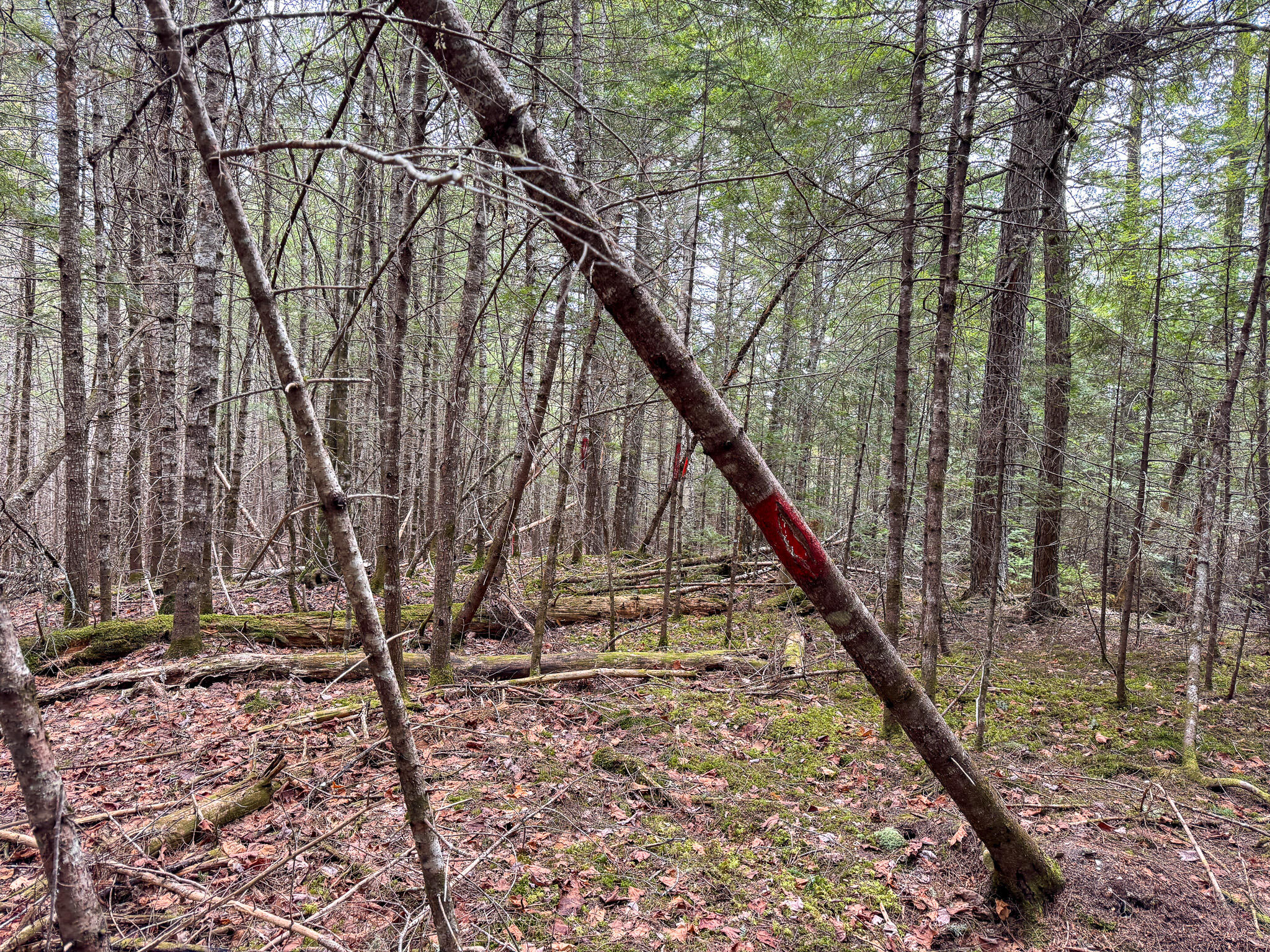 M1L58.3 Pickerel Pond Road Greenfield Twp ME 04418