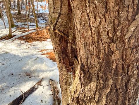 M1L58.3 Pickerel Pond Road Greenfield Twp ME 04418