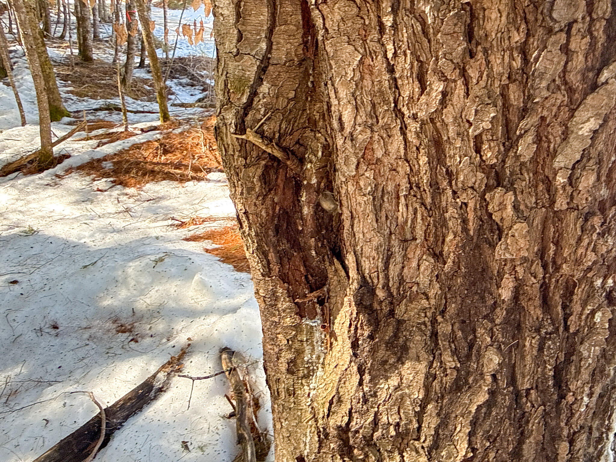M1L58.3 Pickerel Pond Road Greenfield Twp ME 04418