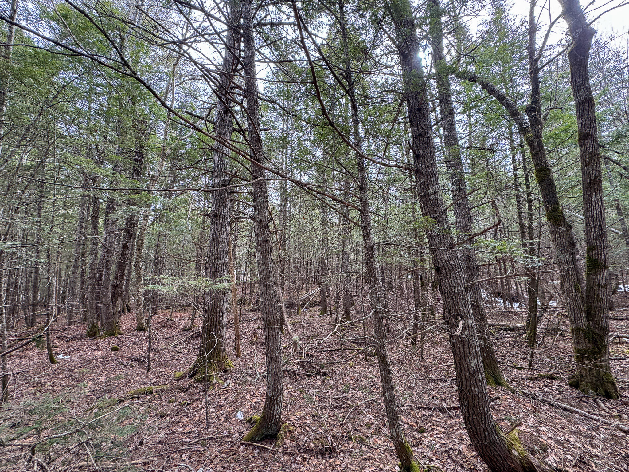 M1L58.3 Pickerel Pond Road Greenfield Twp ME 04418
