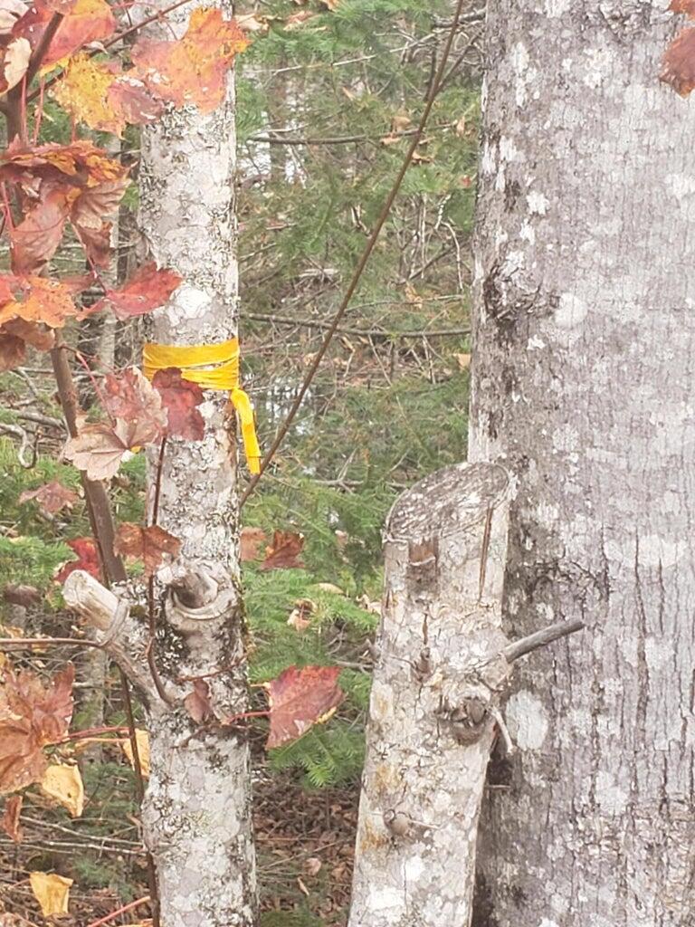 Lot 6 Keefe Way Ellsworth ME 04605