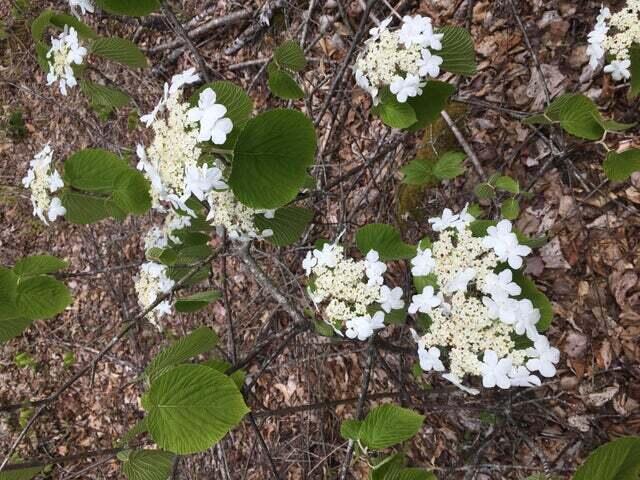 Lot 6 Keefe Way Ellsworth ME 04605