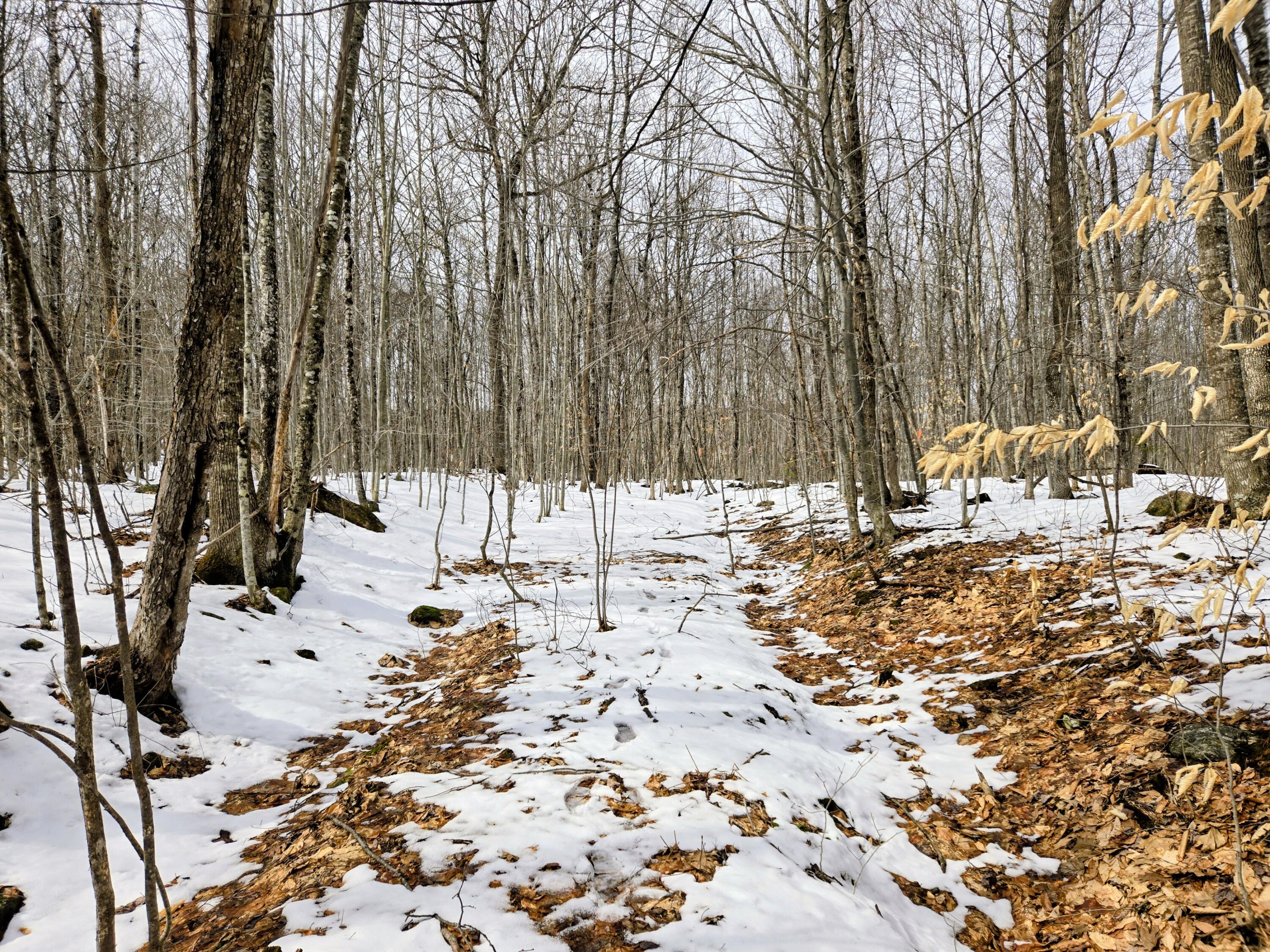 Lot 26 Canton Mountain Road Jay ME 04239