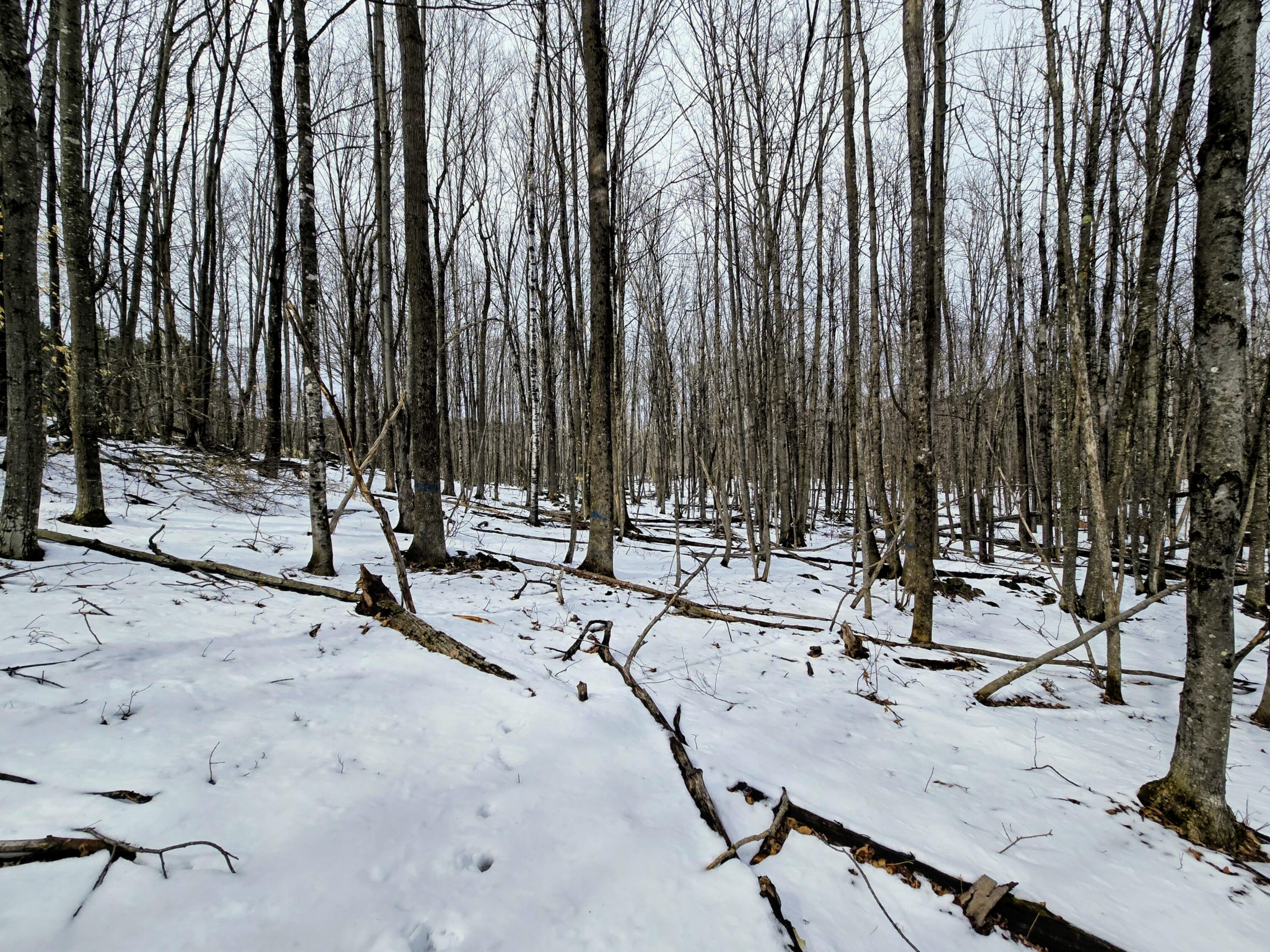 Lot 26 Canton Mountain Road Jay ME 04239