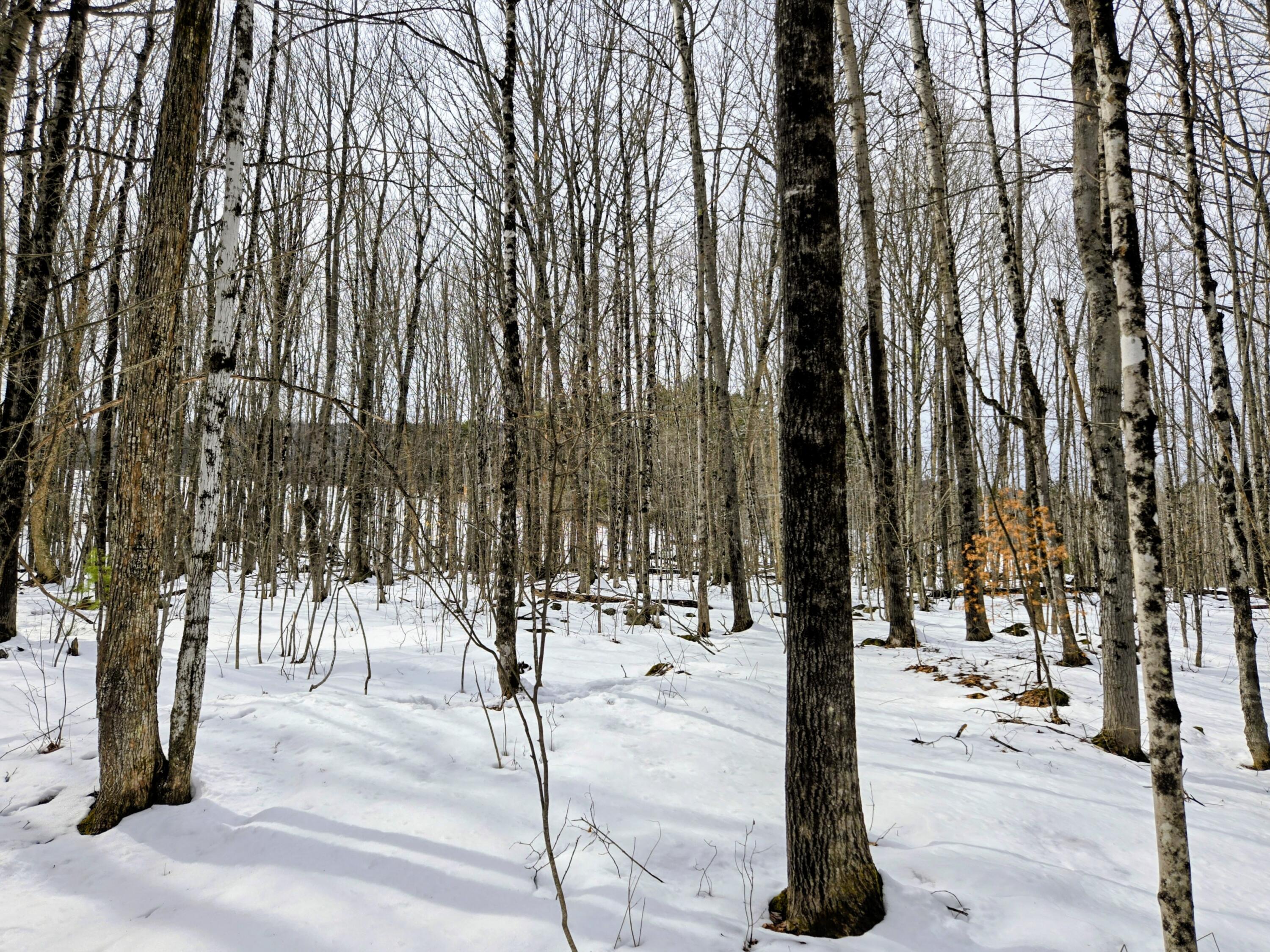 Lot 26 Canton Mountain Road Jay ME 04239