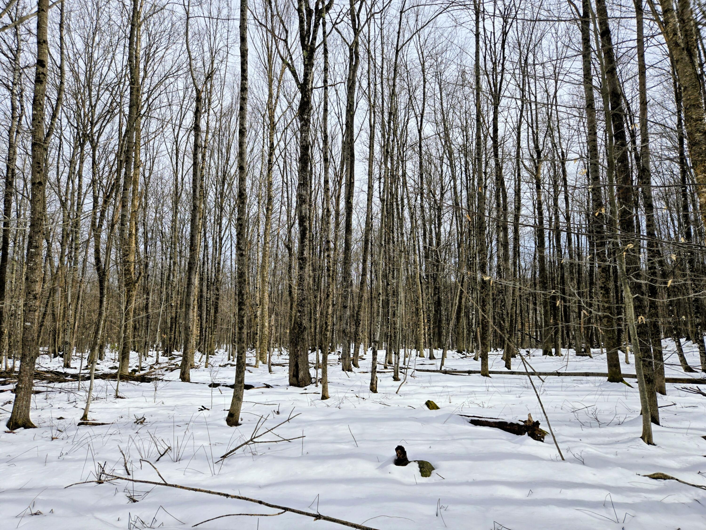 Lot 26 Canton Mountain Road Jay ME 04239