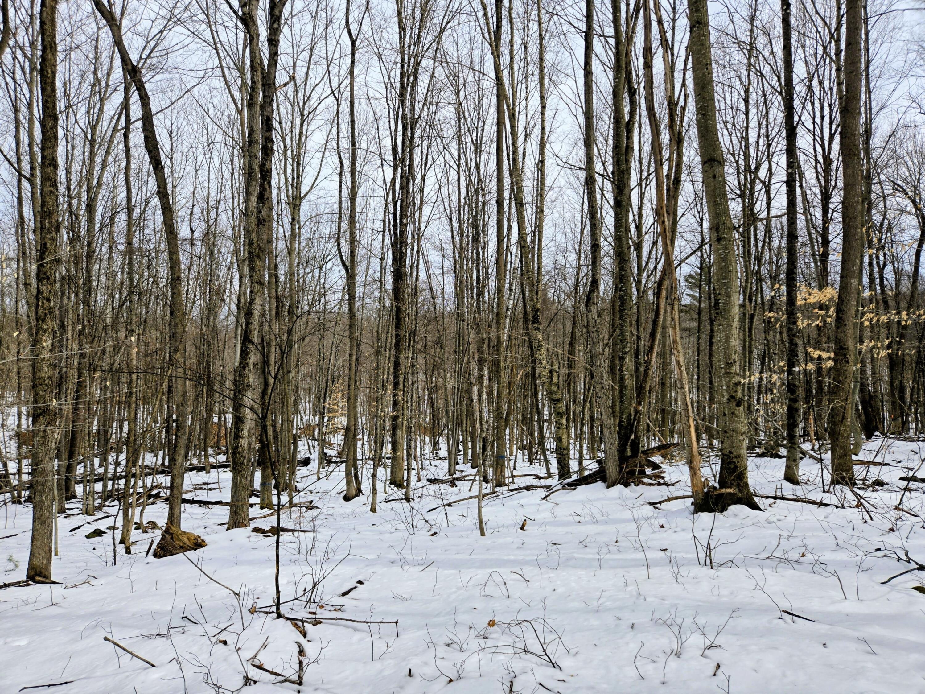 Lot 26 Canton Mountain Road Jay ME 04239