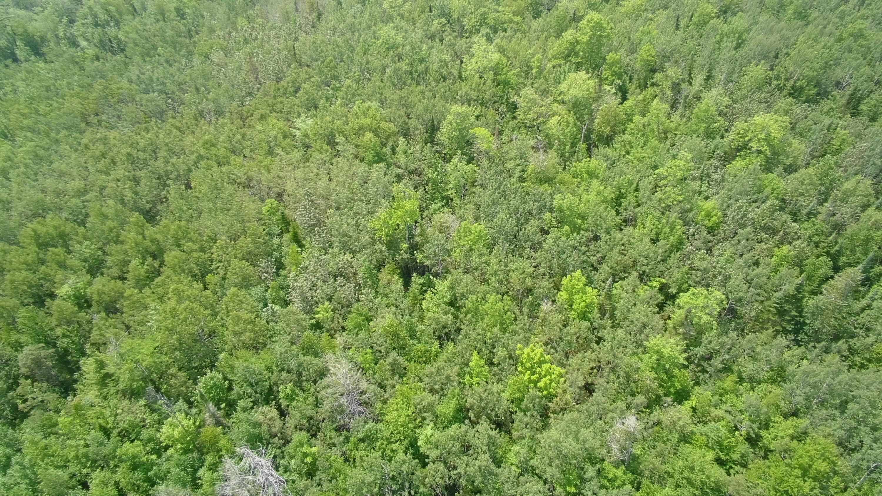 Tbd Trafton Road Parkman ME 04443