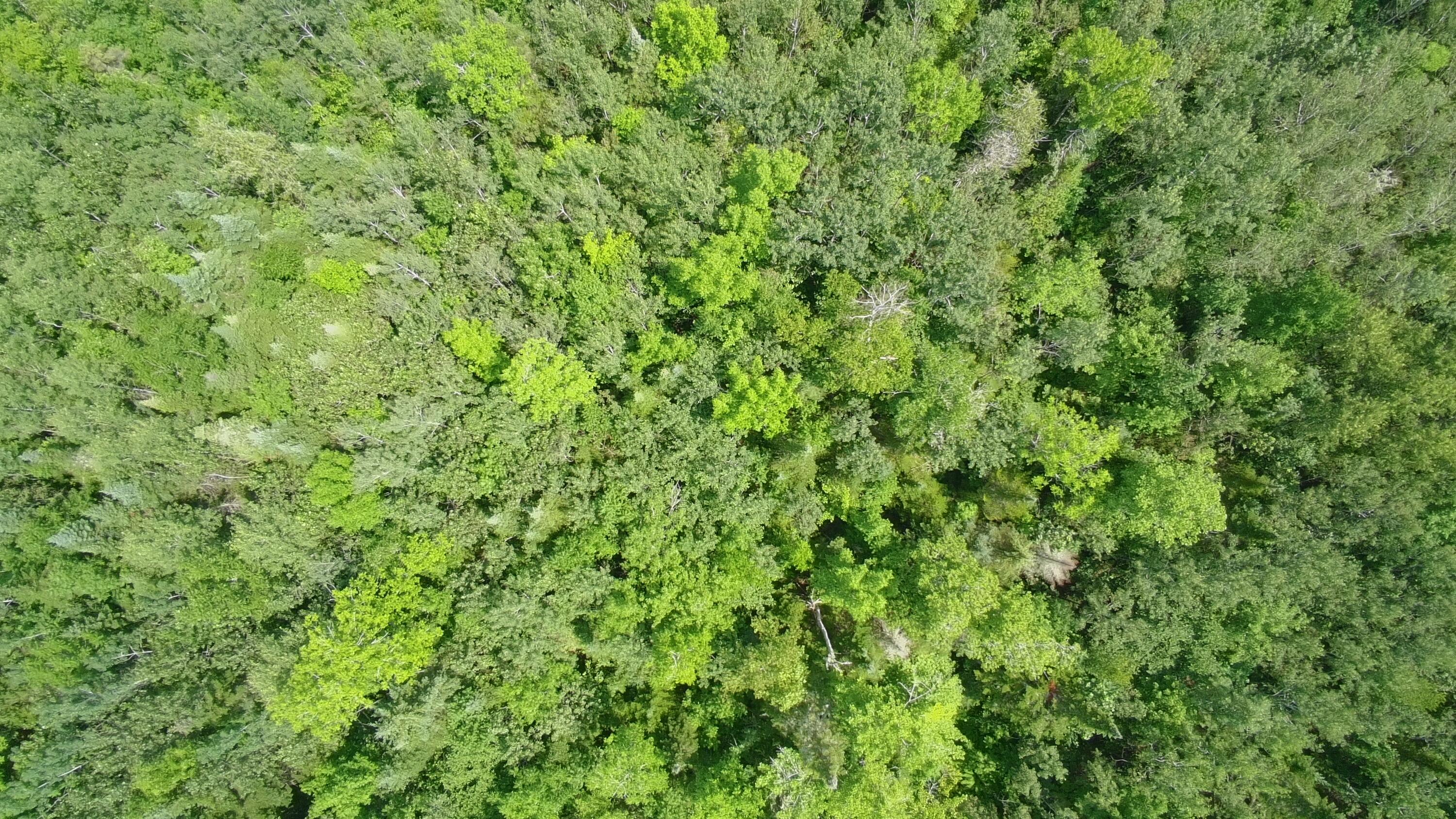 Tbd Trafton Road Parkman ME 04443
