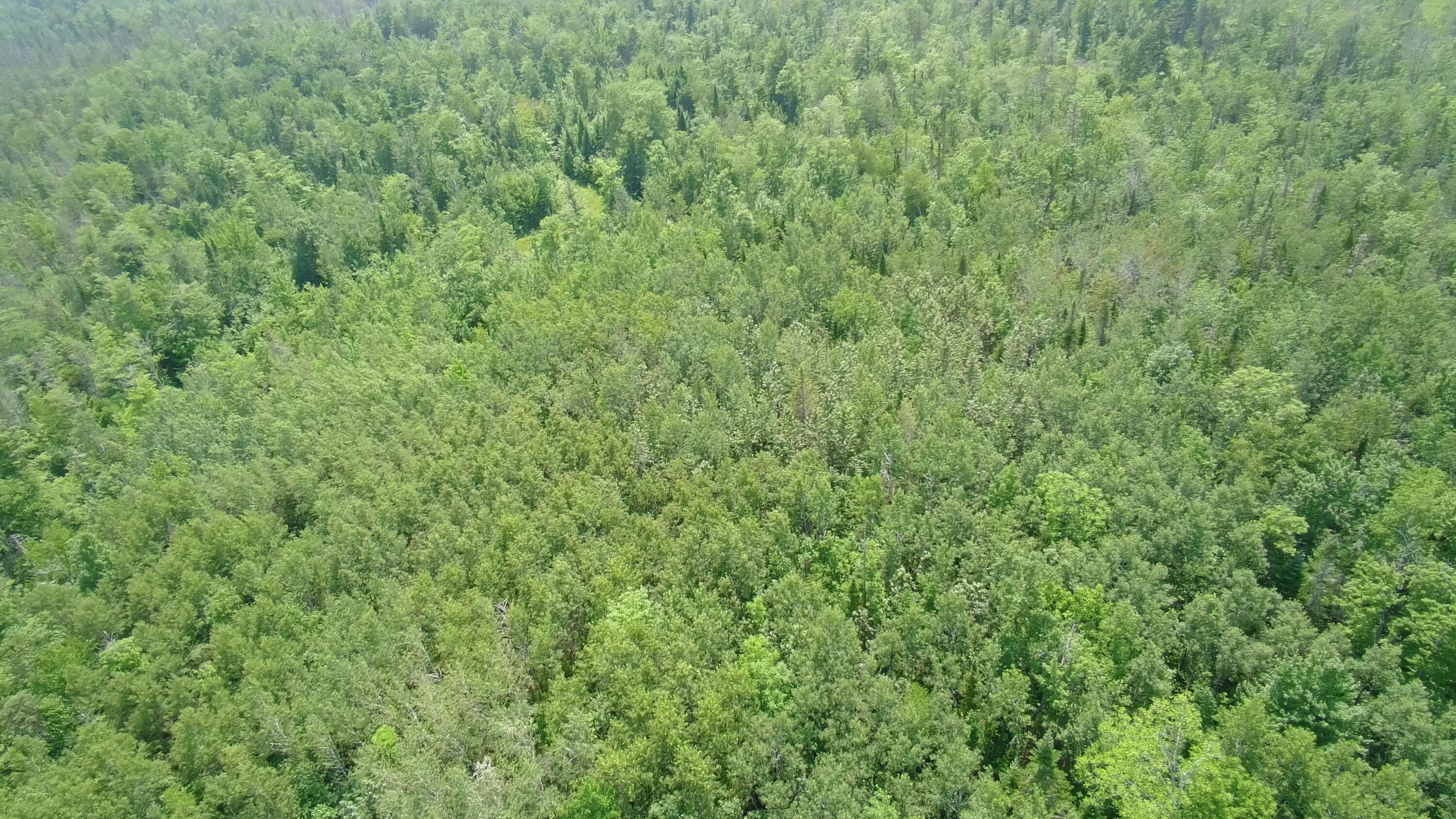 Tbd Trafton Road Parkman ME 04443