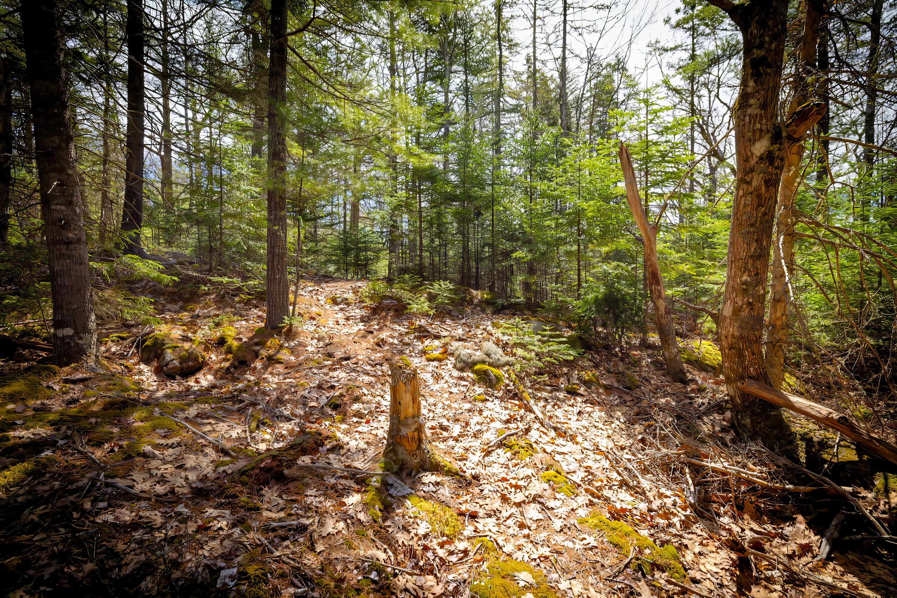 Lot 9 Bluff Road Bar Harbor ME 04609