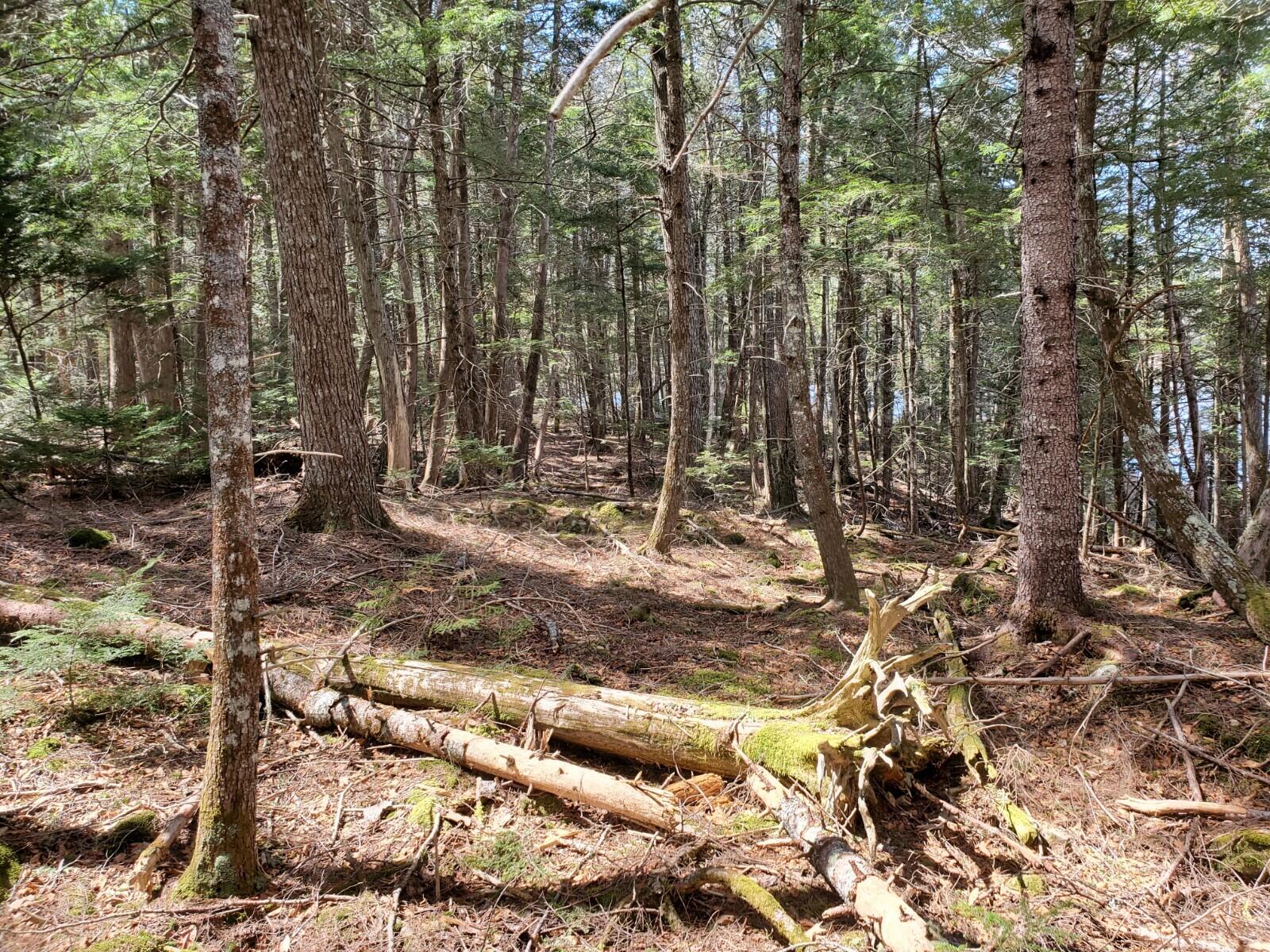 1.3 Ac Off Barrows Lake Road Alexander ME 04694