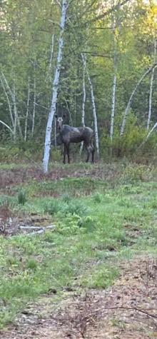 Lot 5 Blaine Avenue Guilford ME 04443