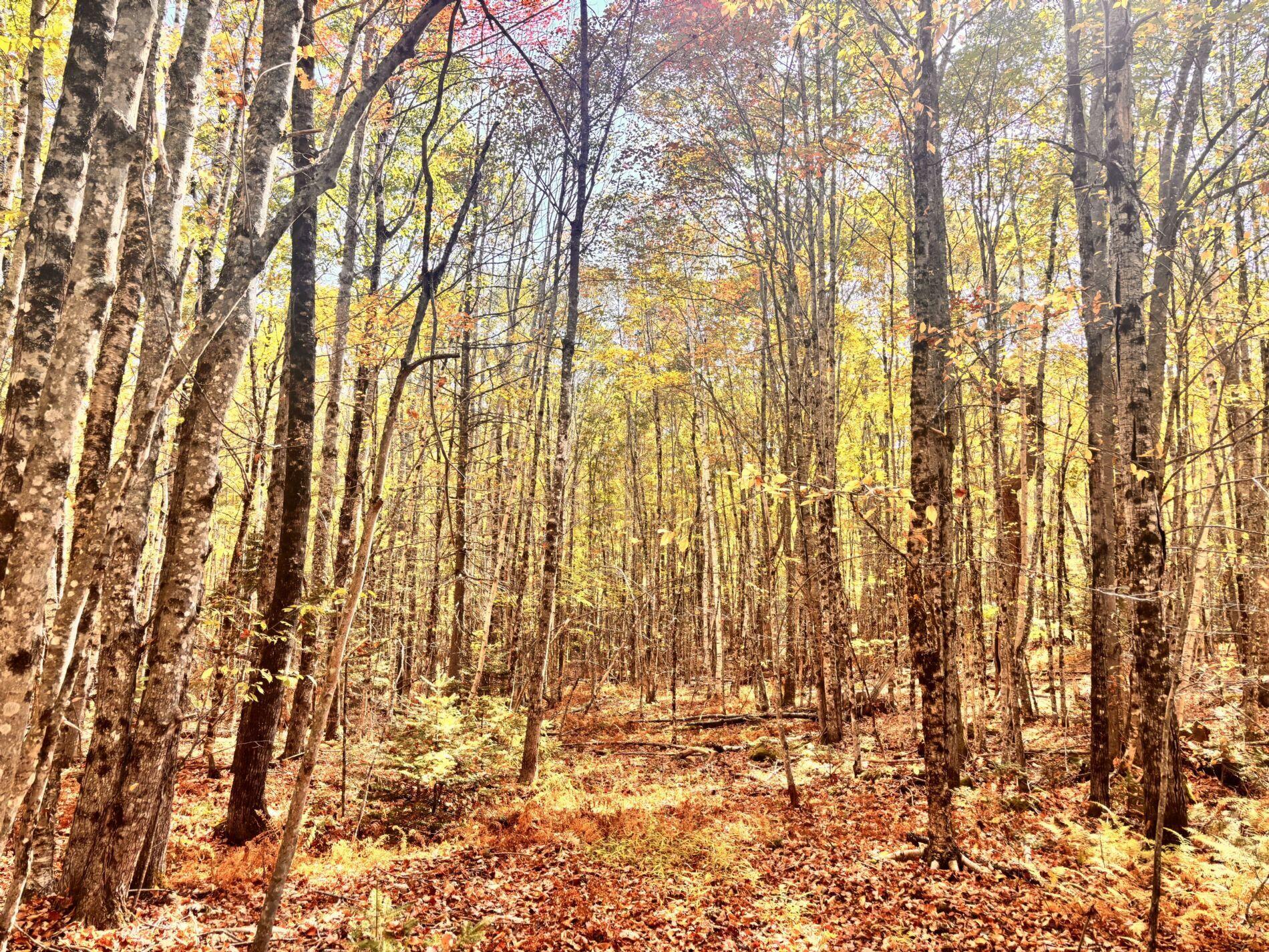 150 Bowden Point Road Prospect ME 04981