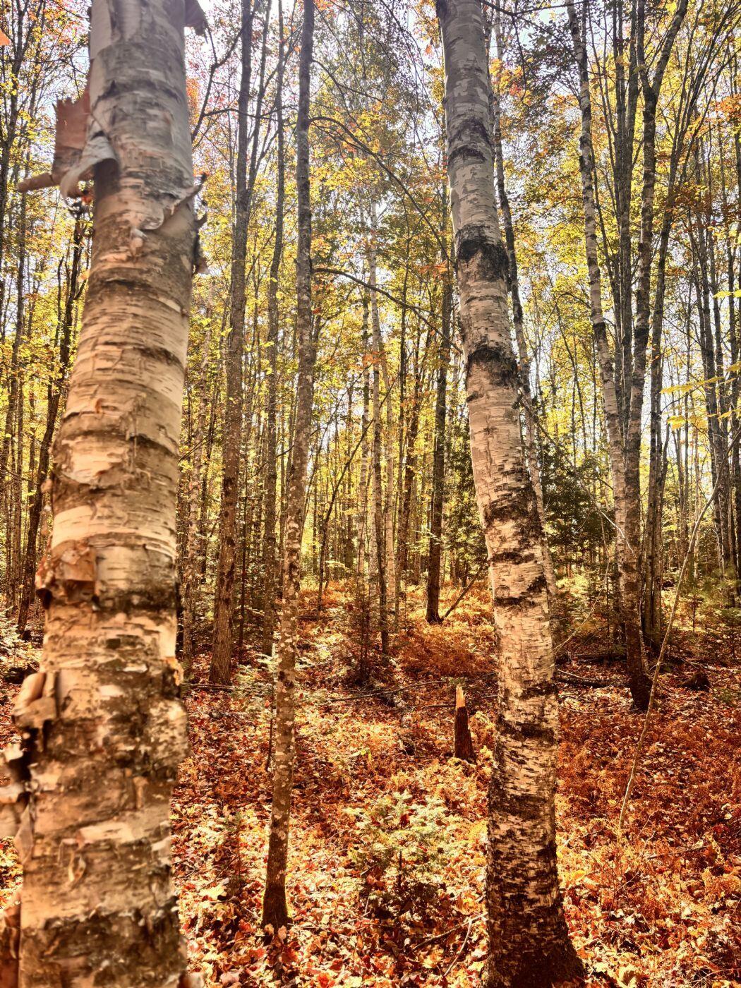 150 Bowden Point Road Prospect ME 04981