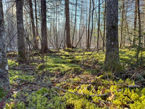 M2l24b Mcintyre Road Woodland ME 04736