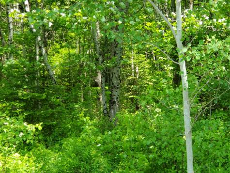 M 5 Lot 40 Morgan Road Burnham ME 04922