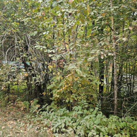 206 Morrison Farm Road Mariaville ME 04605