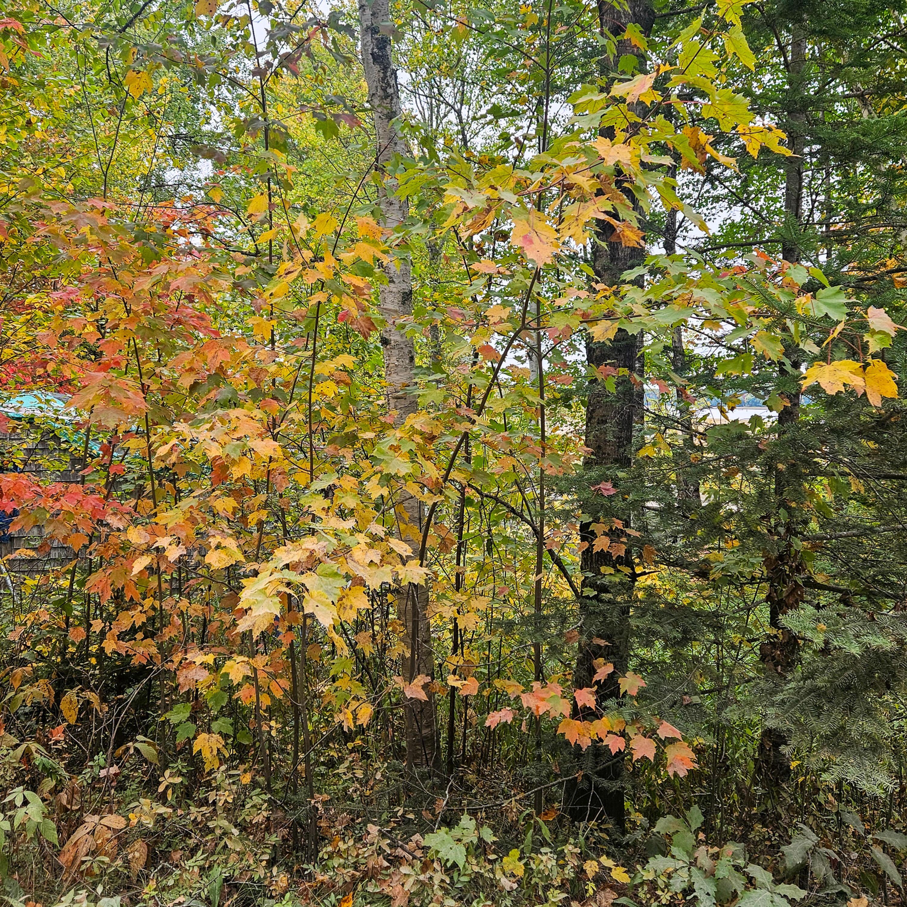 206 Morrison Farm Road Mariaville ME 04605