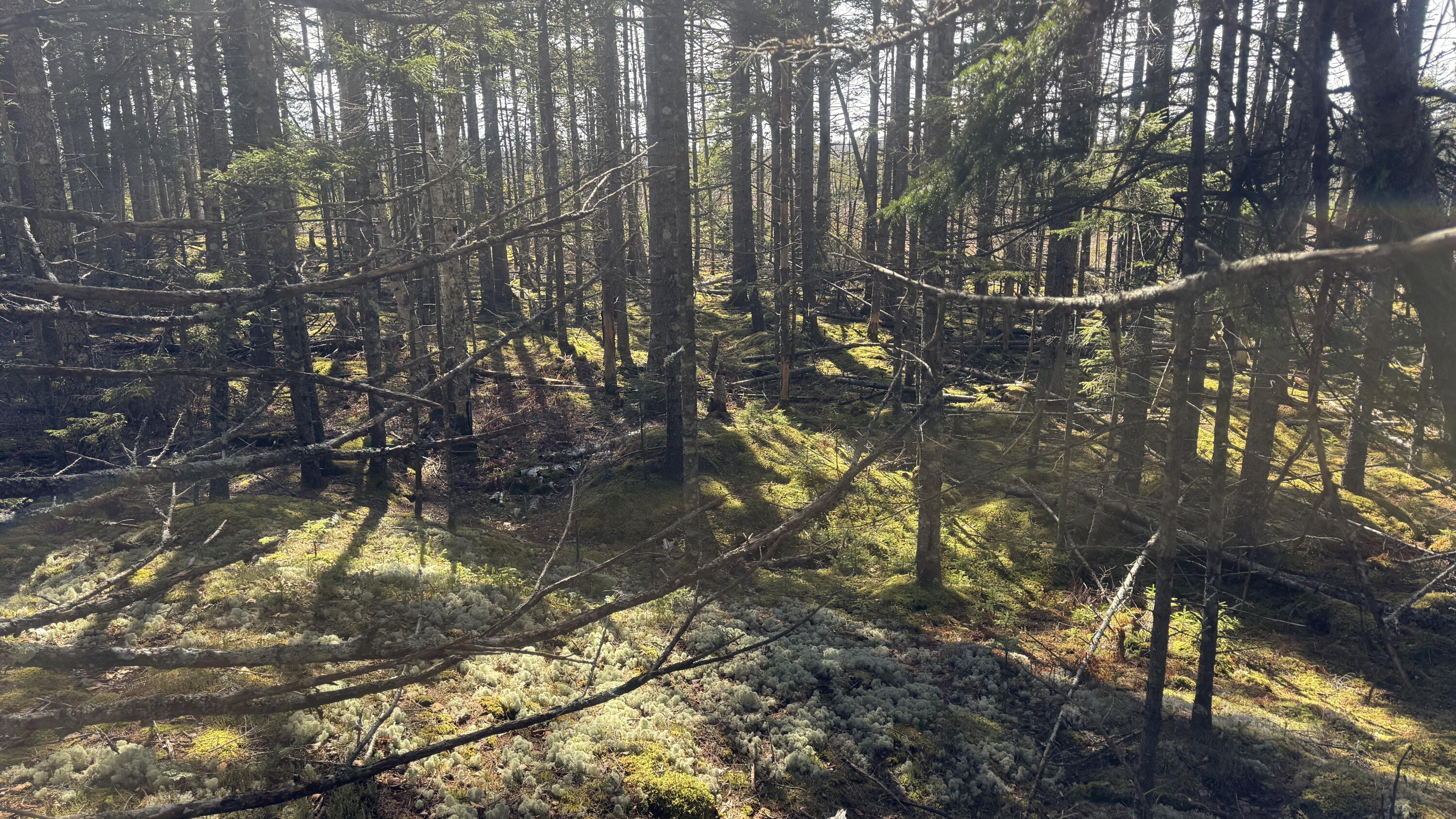 Lot 6&66 Woods Road Deer Isle ME 04627