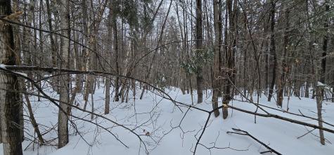 MAP31 Lot12 Madawaska ME 04756