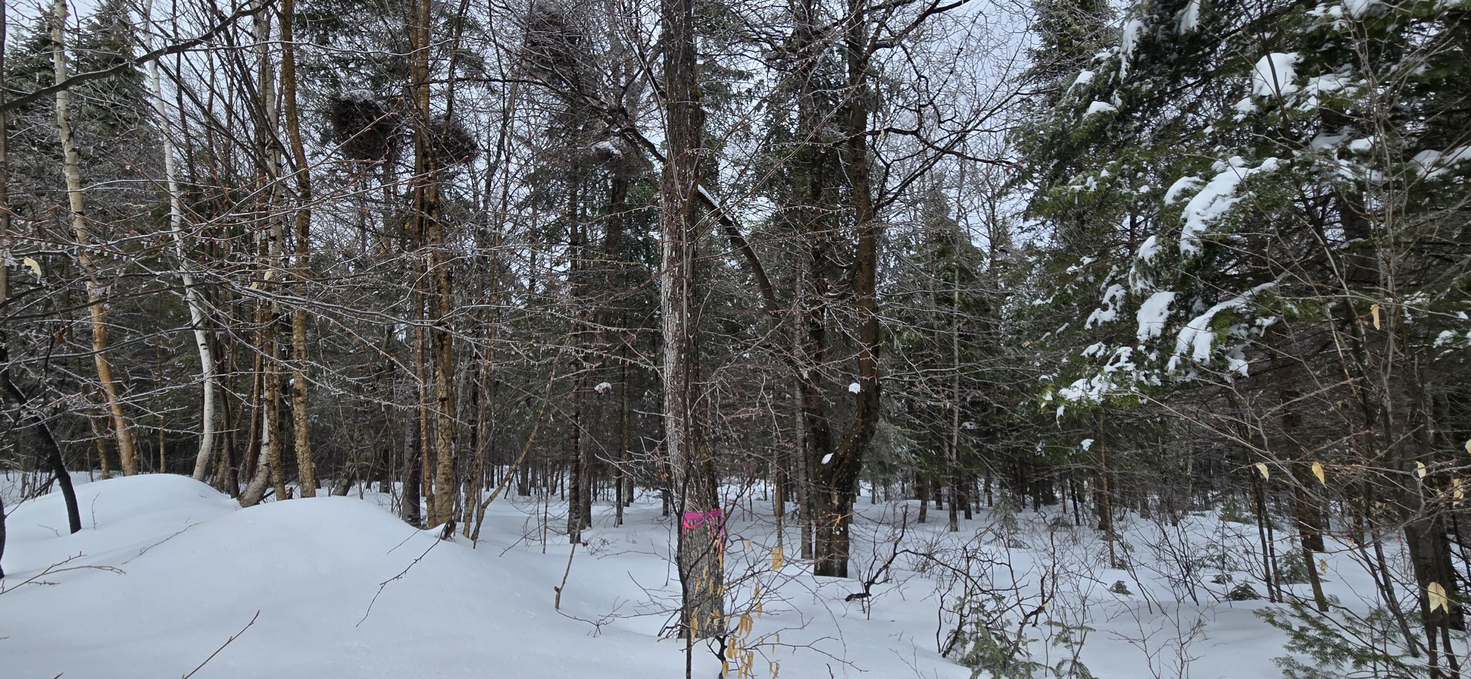 MAP31 Lot12 Madawaska ME 04756