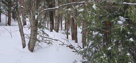 MAP31 Lot12 Madawaska ME 04756