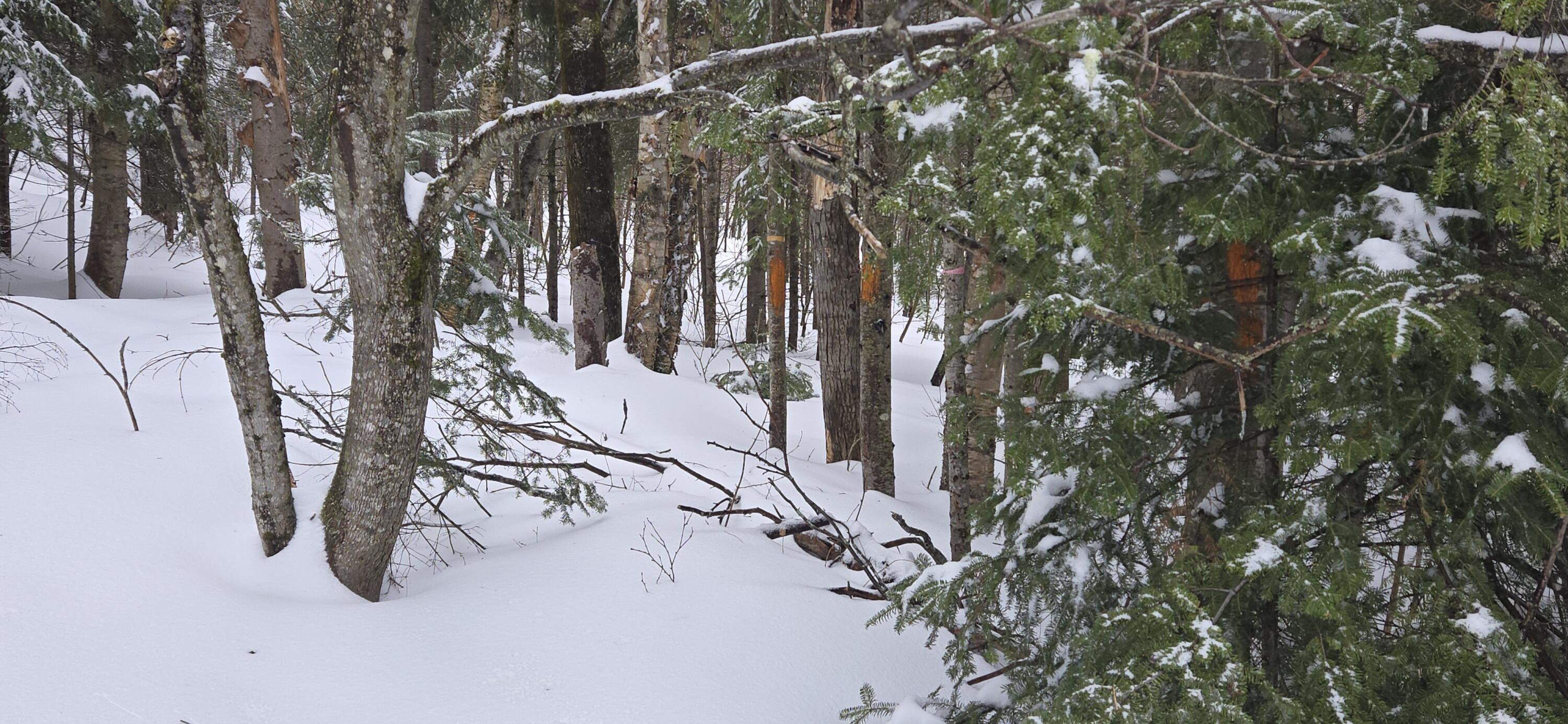 MAP31 Lot12 Madawaska ME 04756