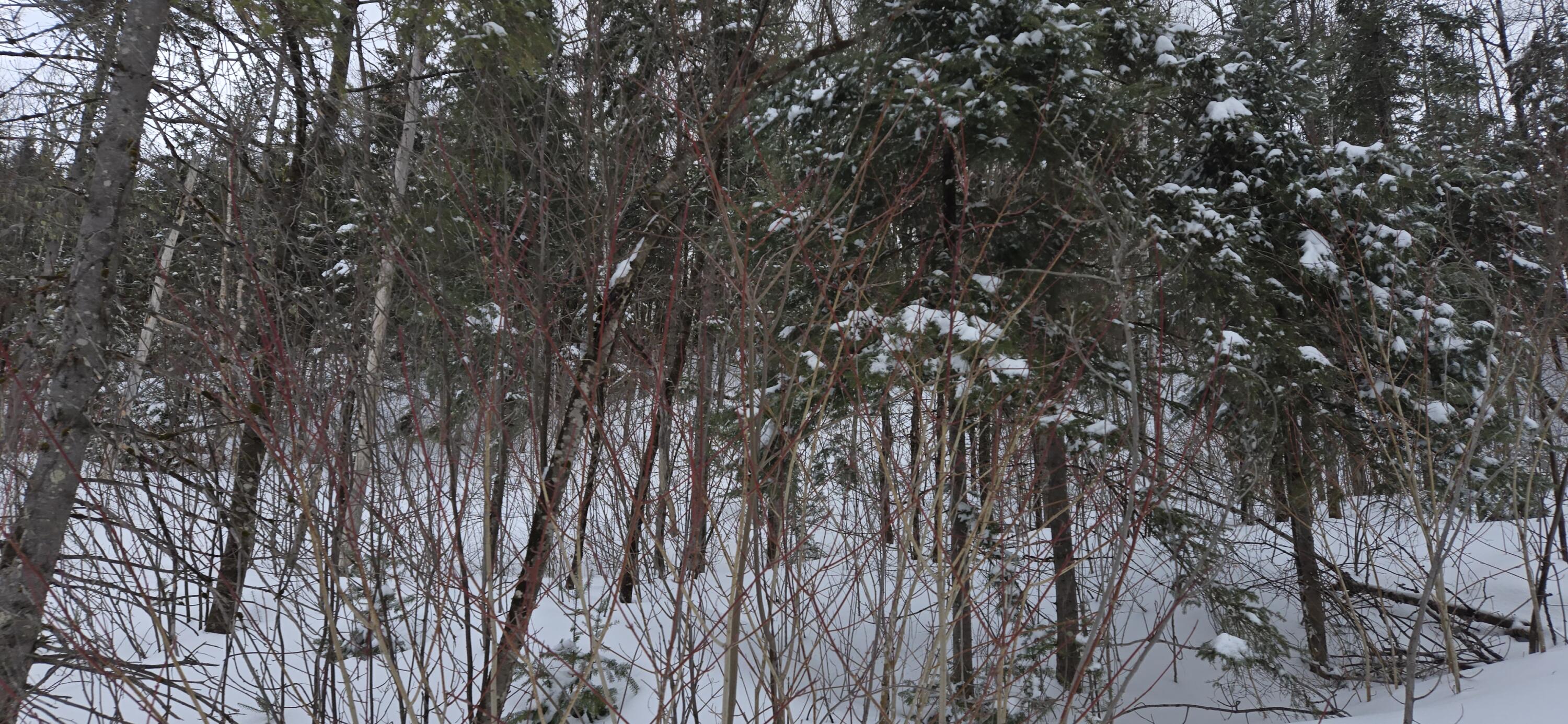 MAP31 Lot12 Madawaska ME 04756