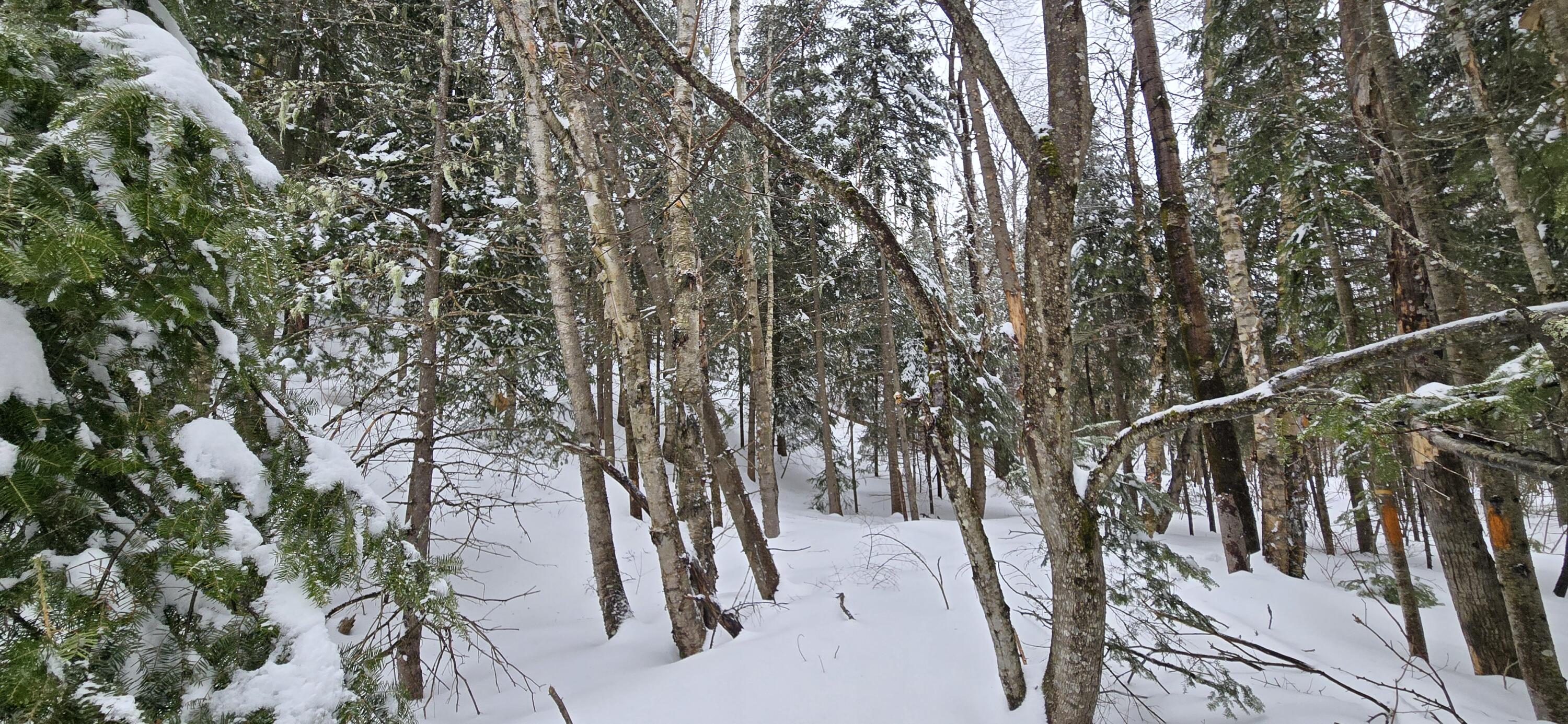 MAP31 Lot12 Madawaska ME 04756