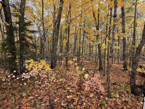 Tbd Map 15, Lot 150 Mt. Pleasant Street Rockport ME 04856