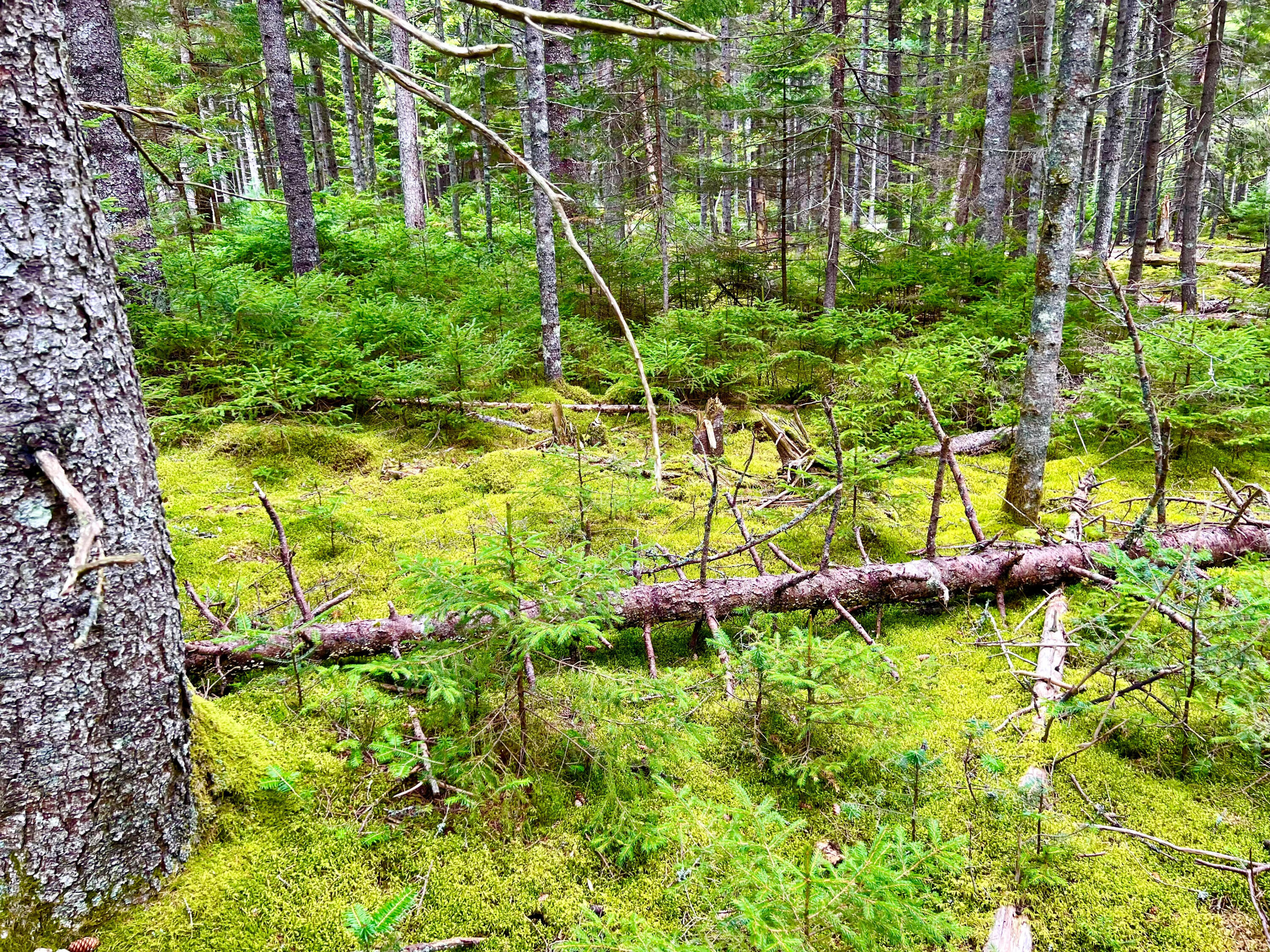 101 Freeman Ridge Road Southwest Harbor ME 04679