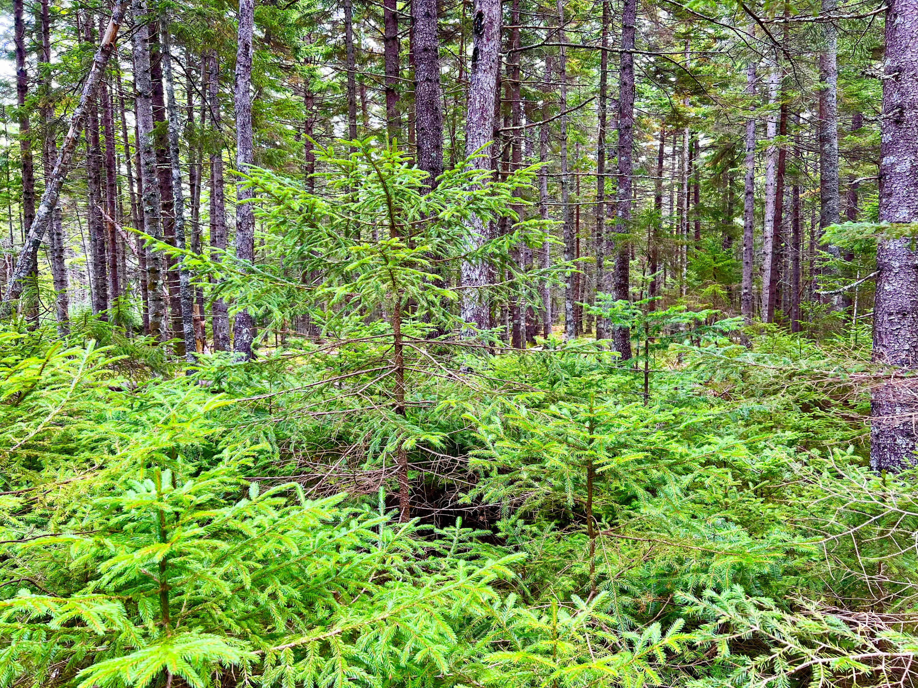 101 Freeman Ridge Road Southwest Harbor ME 04679