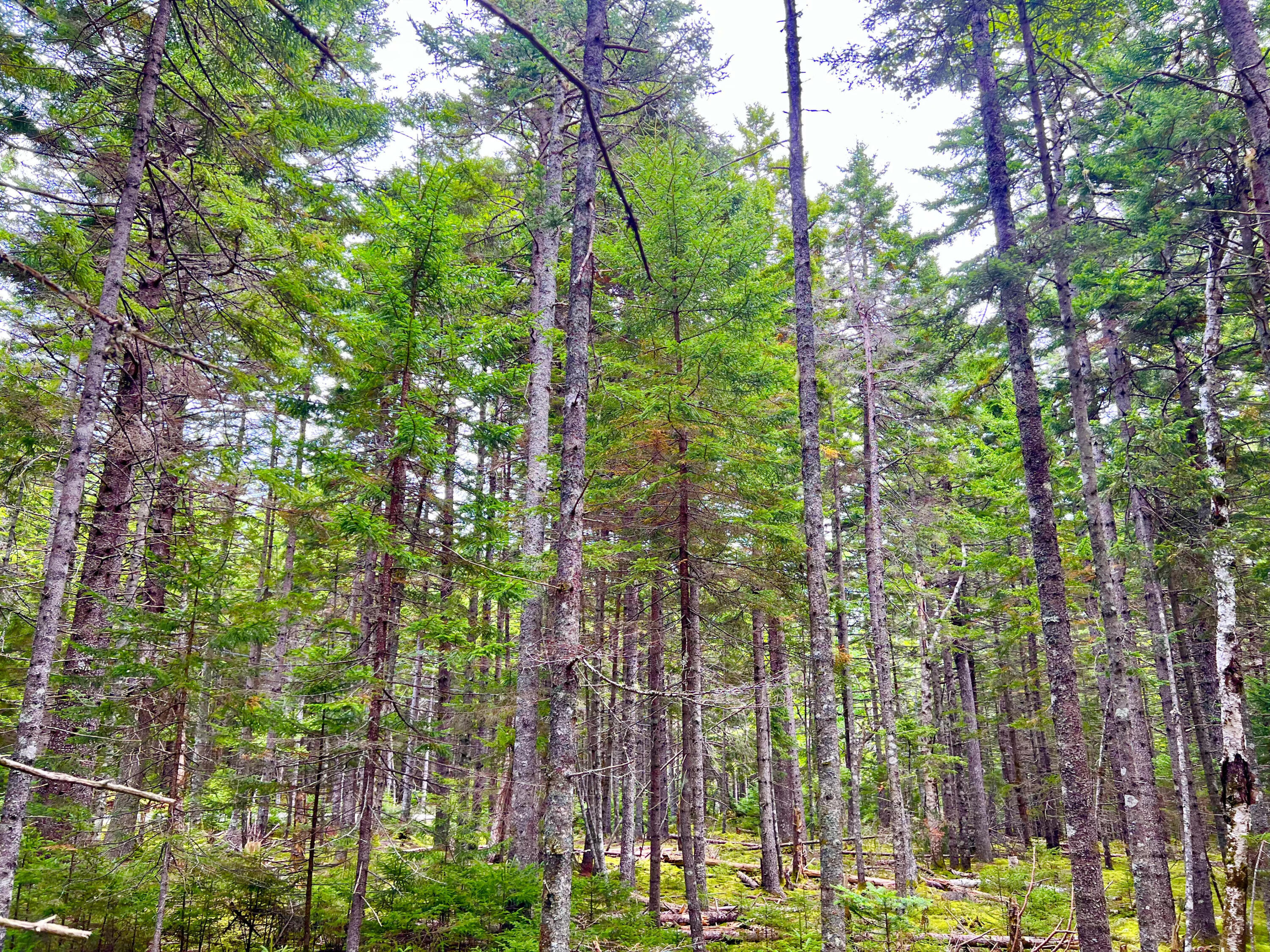 101 Freeman Ridge Road Southwest Harbor ME 04679