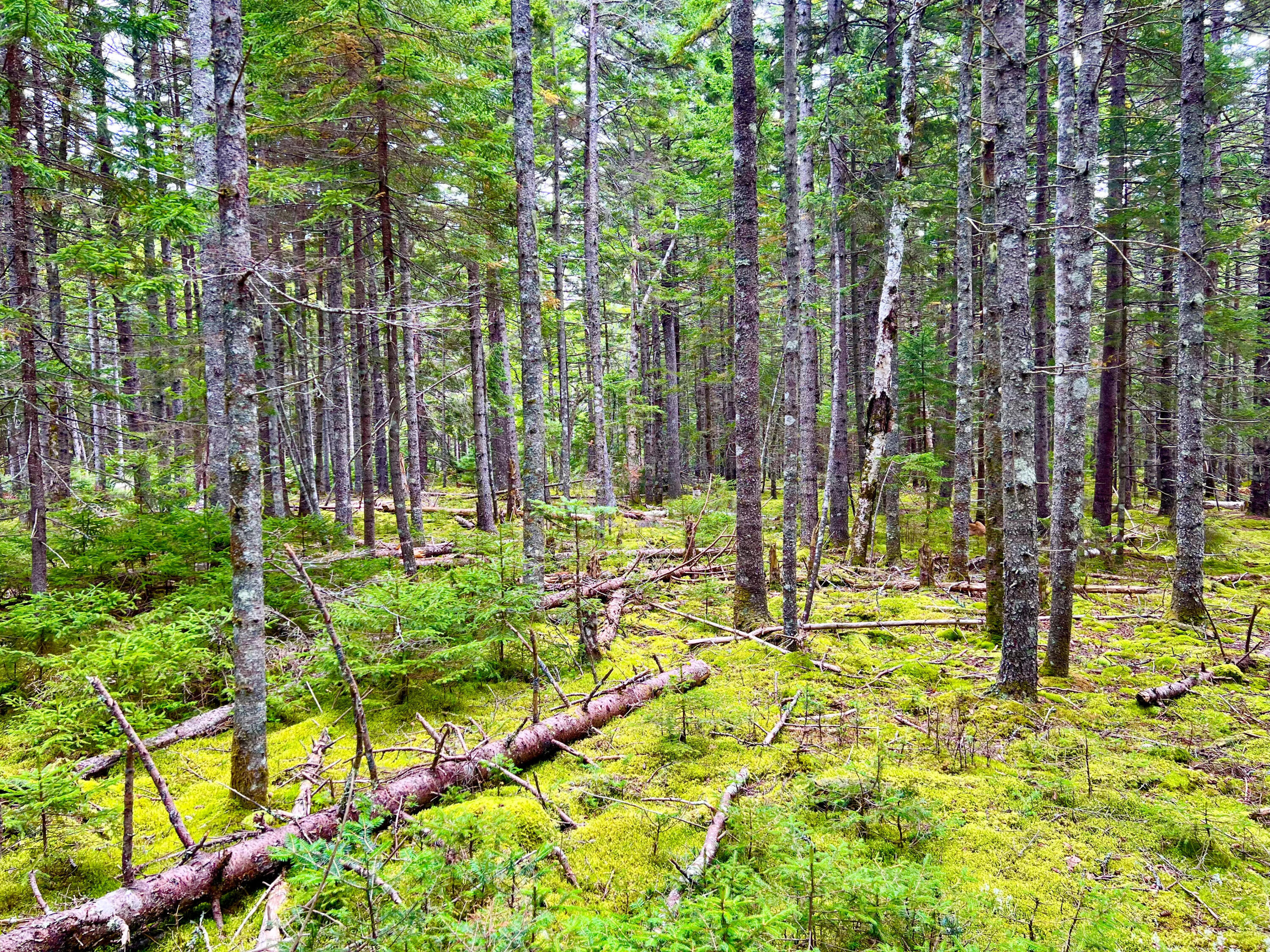 101 Freeman Ridge Road Southwest Harbor ME 04679