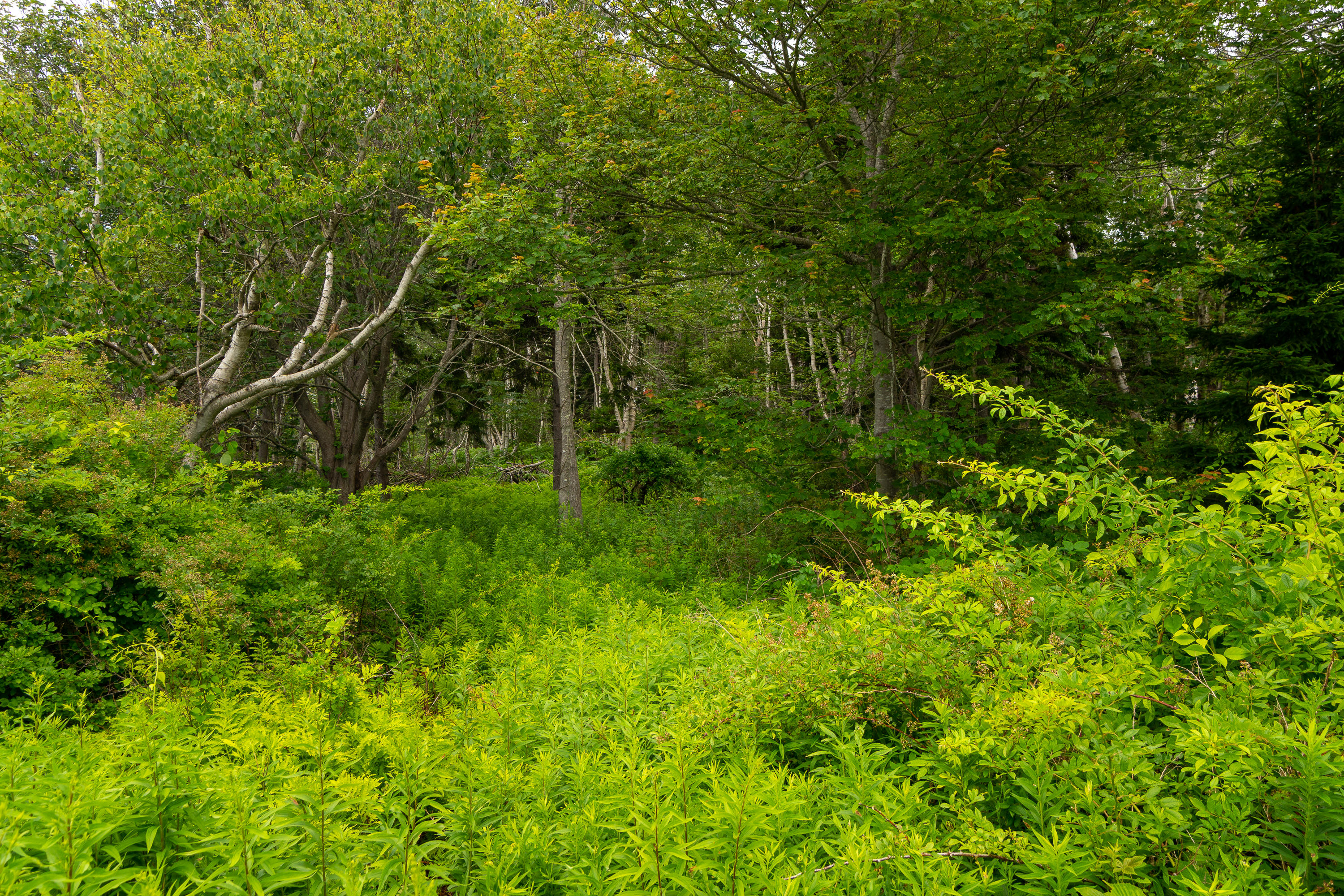 24 Edwards Street Portland ME 04108